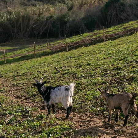 Quinta Dos Castanheiros בית נופש *